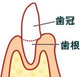 歯冠と歯根の図